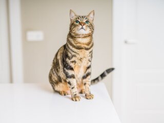 кошка, фото: royalcanin.com