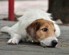 Львівські собаки стали двічі безпритульними (відео)