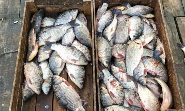 незаконный лов рыбы