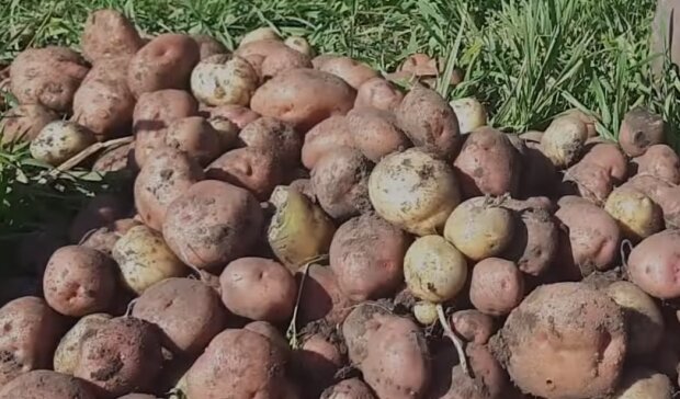 Урожай картоплі. Фото: Youtube