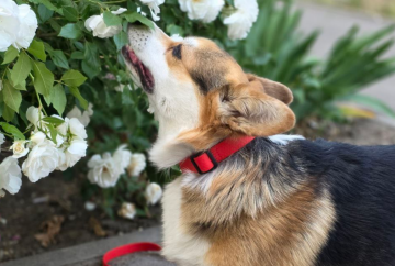 Собака, корги, фото із соцмереж