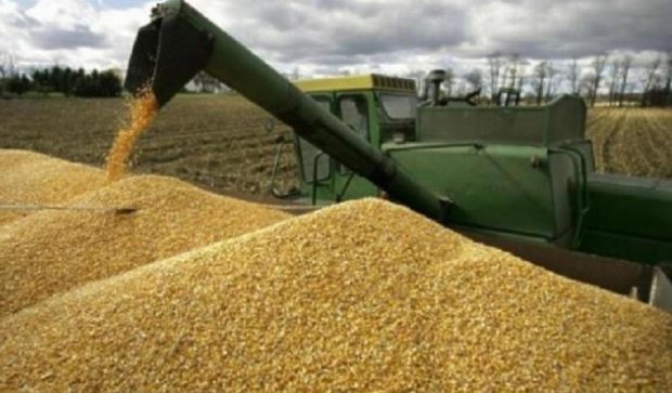 В Украине намолотили более 46 миллионов тонн зерна