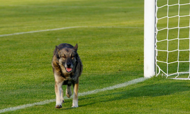 Сміливий собака відбив м'яча замість воротаря і врятував команду: відео