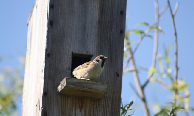 Яке свято 7 березня: що потрібно обов'язково зробити в цей день