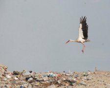 Стало известно, как украинцы относятся к проблемам экологии