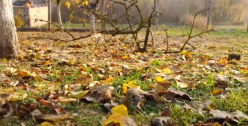 Обрезка плодовых деревьев. фото: скрин видео