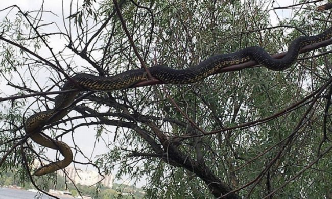 На Хортице завелись двухметровые змеи (фото)