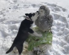 Мережу зворушила історія кохання хаскі і сови