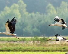 Дрон зафільмував величезну зграю лелек в Карпатах