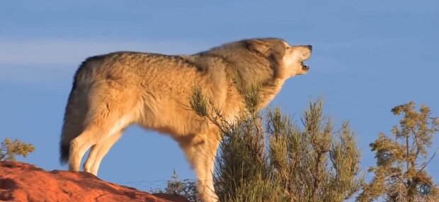 Волк, фото: скриншот из видео