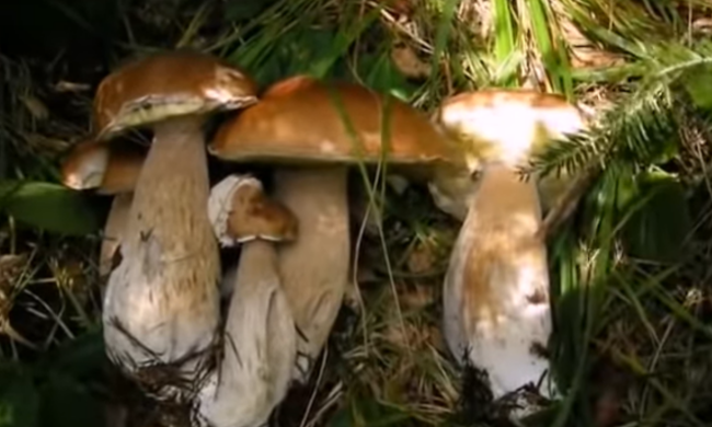Білий гриб, скріншот: YouTube