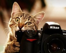 Профи с "мыльницей" бросил вызов аматору с "зеркалкой": фоторезультат