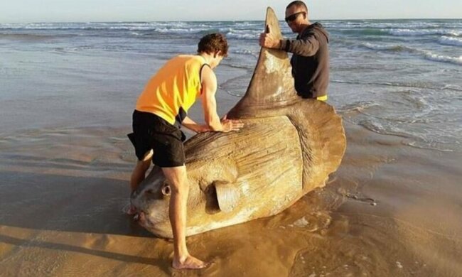 Рыба-луна, фото с Facebook