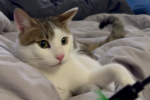 Котик, изображение: Знай.ua
