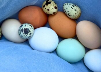 Куриные и перепелиные яйца: фото из свободных источников