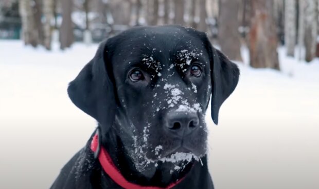 Лабрадор, скриншот youtube Кутята -Все о собаках