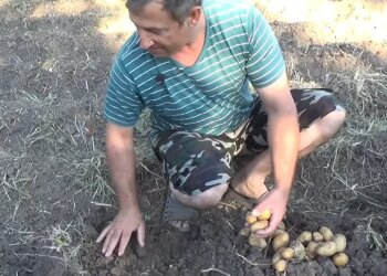 Збирання врожаю картоплі, скріншот з відео