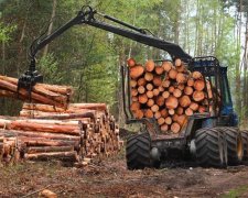 Обсяги незаконної вирубки виросли на третину за рік