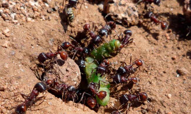 Муравьи, скриншот: YouTube