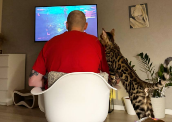 Котик, фото: Знай.ua