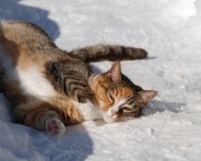 В усіх регіонах України потеплішає