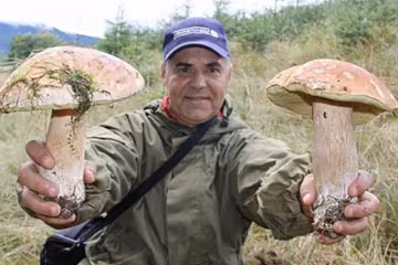 На Закарпатье собрали 70 кг грибов за полтора часа (фото)