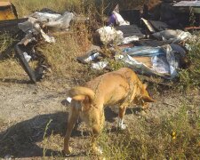 В Запорожье псих со спичками сжег десятки собачьих будок - несчастные псы горели и лаяли на всю округу