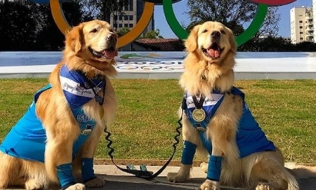  Instagram влаштував Олімпіаду для тварин