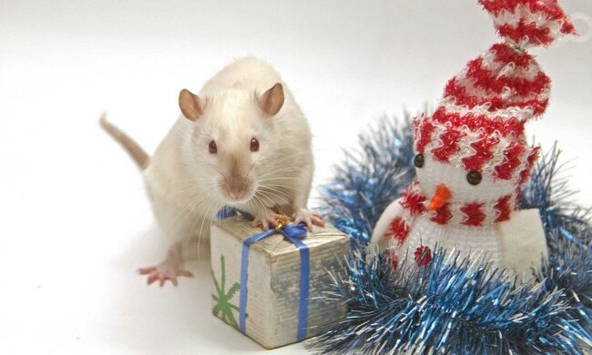 Новый 2020 год: в чем встречать год Крысы