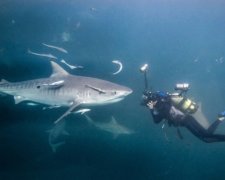 Смертельний оскал акули у фотографіях Кріса Перкінса