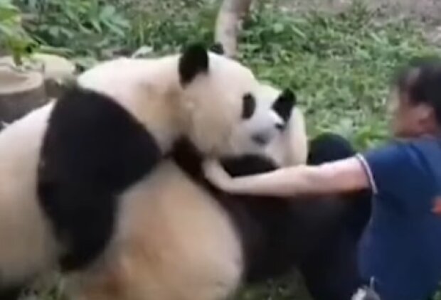 Атака двух панд, скриншот: Youtube