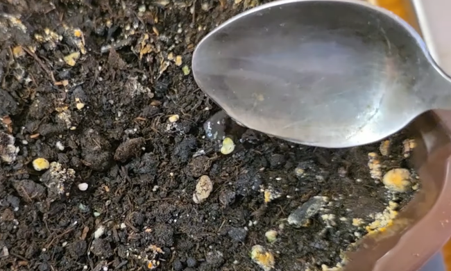 Питательный настой для рассады, кадр с видео