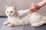 Стрижка кота