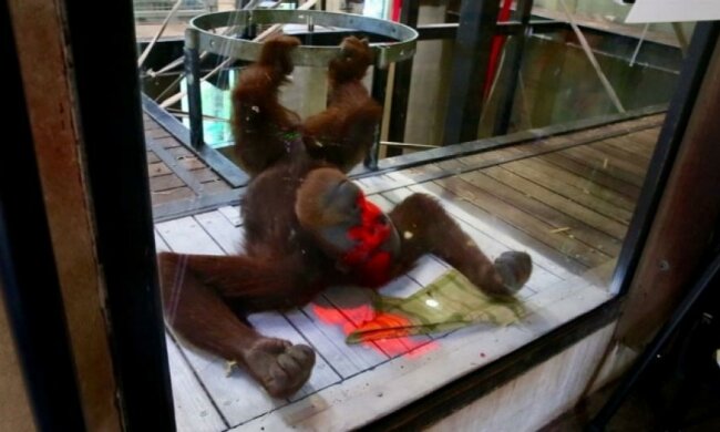  Орангутанги теж можуть «підсісти» на відеоігри