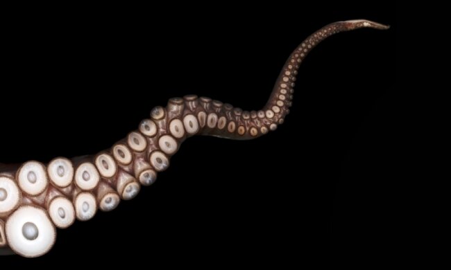 Festo роботизував щупальце восьминога