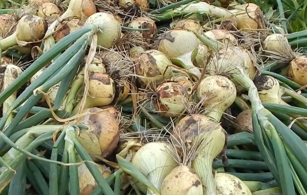 Сбор урожая лука, скриншот: YouTube