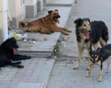 "Азов" відкрив полювання на догхантерів