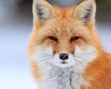 Firefox выпустил убийцу Chrome
