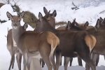 Скріншот з відео, сюжет ТСН