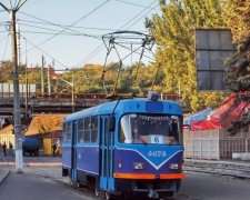 Пес без квитка став улюбленцем одеситів