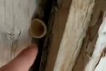 "Зі стін ростуть гриби": учні окупованого Донбасу показали плачевний стан своєї школи