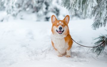 Анекдоты на 6 февраля подтолкнут вас к новым свершениям