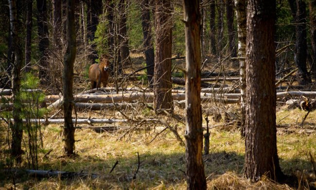 Чернобыльский лес