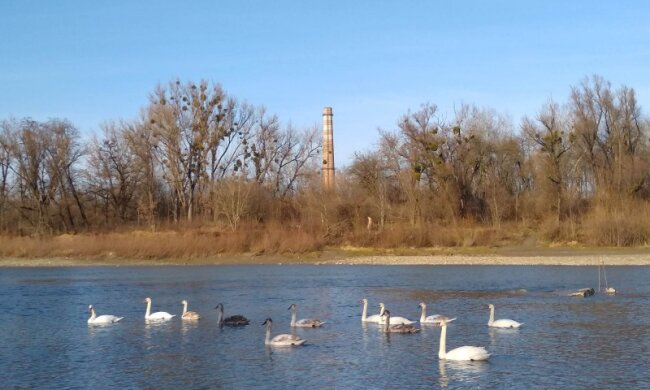 Довгошиї красені "окупували" Чернівці і не збираються йти: "Тут зимуватимете?"
