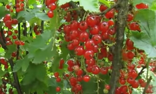 Порічки, скріншот: YouTube