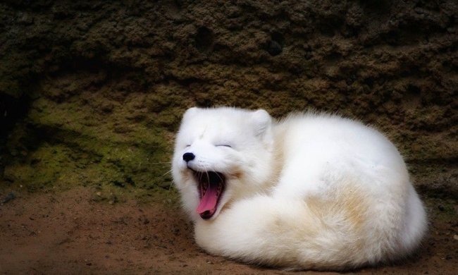 Лучшие мемы на 7 июня: ехидные пацаны и бегущий толстяк