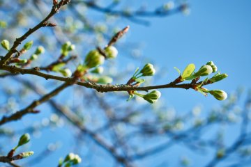 Погода на 26 березня: прогноз припаде до смаку кожному