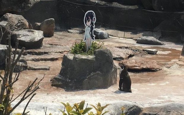 Пінгвін й аніме: найзворушливіша історія кохання трагічно обірвалася