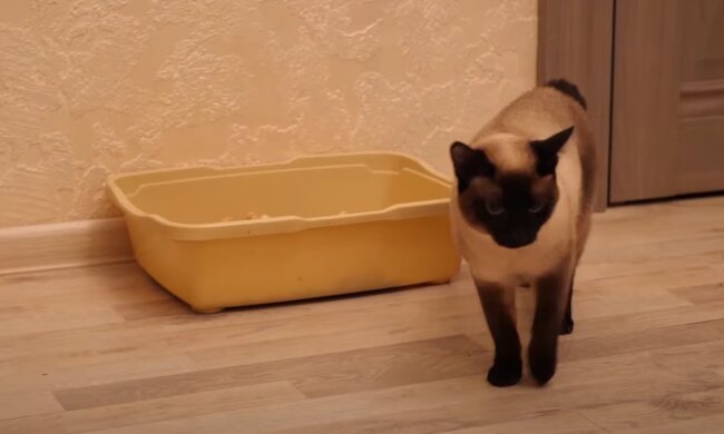 Как помыть кошачий туалет. Фото: скрин youtube