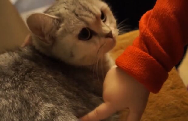 Кот, кадр из видео